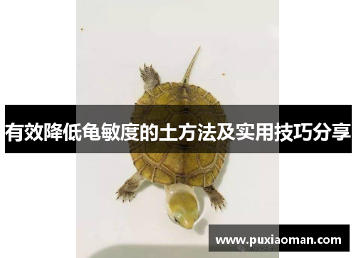 有效降低龟敏度的土方法及实用技巧分享