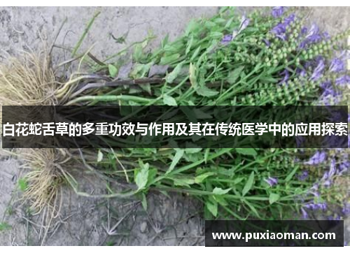白花蛇舌草的多重功效与作用及其在传统医学中的应用探索