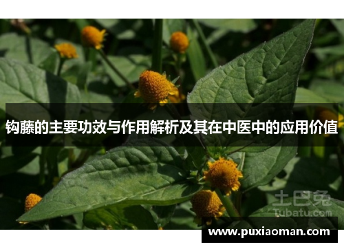 钩藤的主要功效与作用解析及其在中医中的应用价值